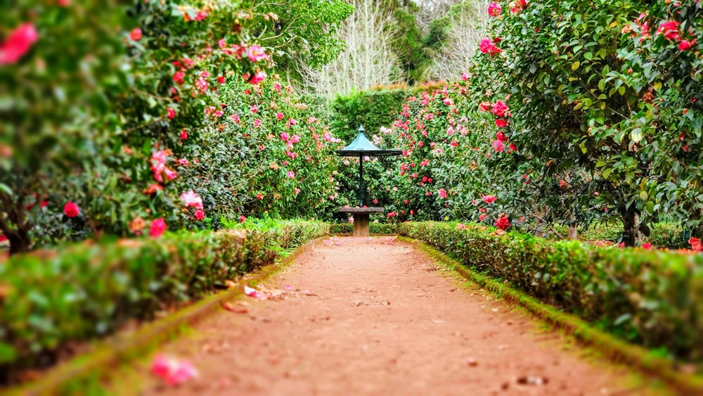 Jardin verdoyant et allée fleurie